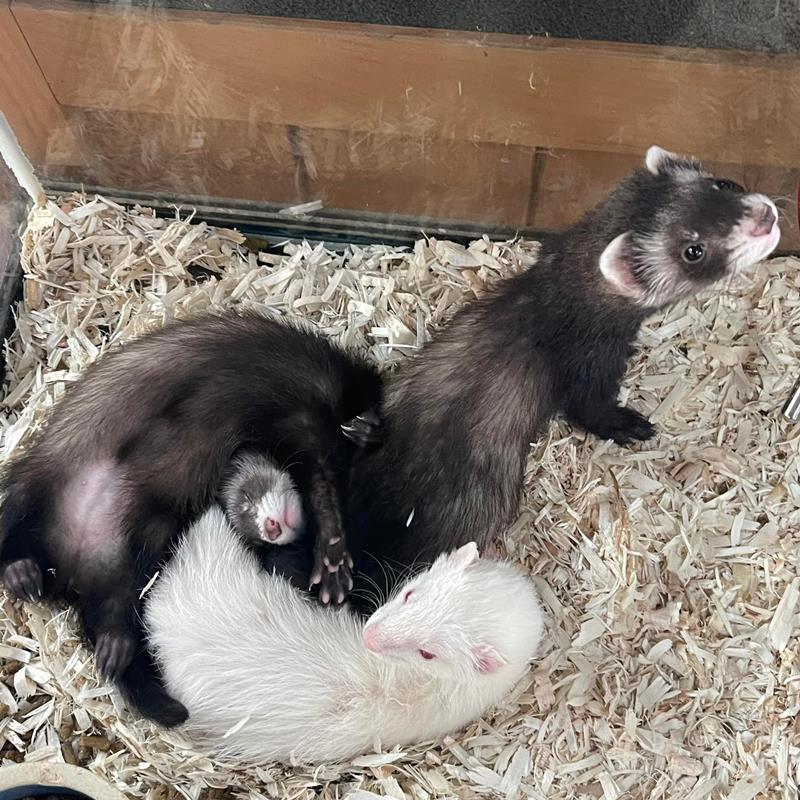 Claws & Paws Pet Store Pittsburg, KS