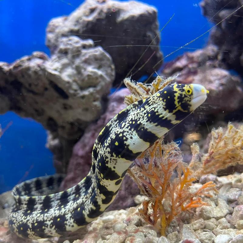 Claws & Paws Pet Store Pittsburg, KS