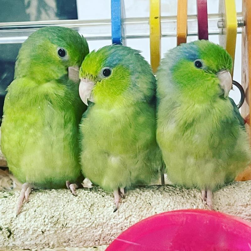 Claws & Paws Pet Store Pittsburg, KS